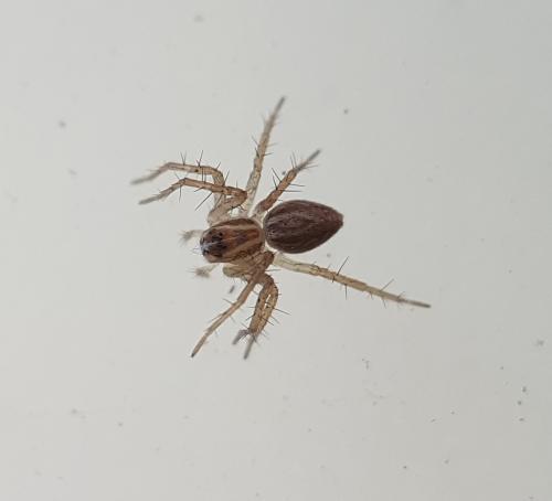 Réf. 223 392 : Oxyopes sp.